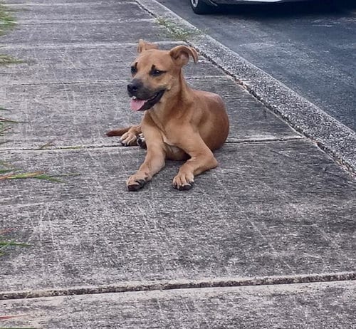 Photo of Mollie, adoptable Black Mouth Cur in San Antonio, Texas