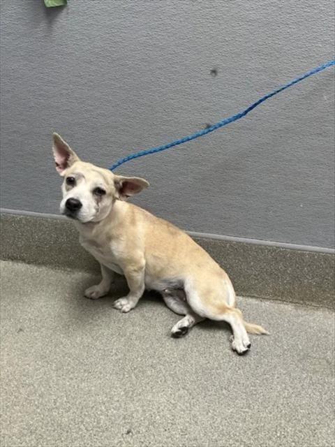 Photo of Gleam, adoptable Chihuahua in Las Vegas, Nevada