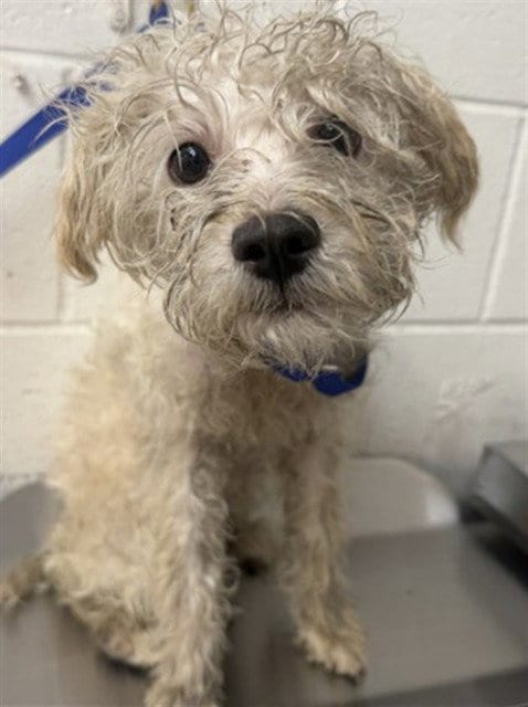 Photo of Scooter, adoptable Poodle (Miniature) in San Bernardino, California