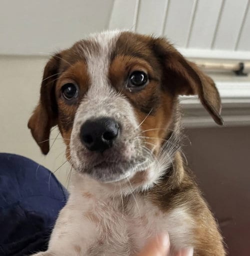 Photo of Emma’s Dragonfly, adoptable Cattle Dog in San Diego, California