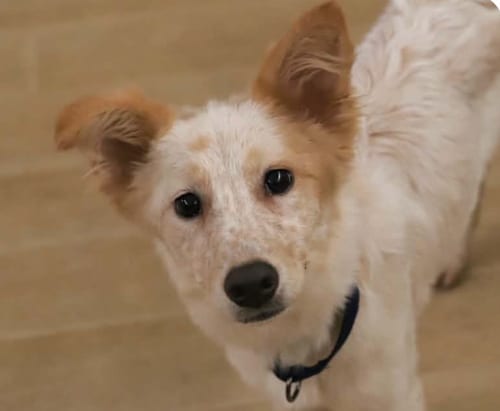 Photo of Ria, adoptable Collie in San Ramon, California