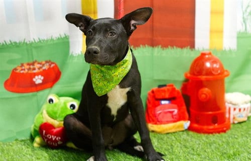 Photo of Swatch, adoptable German Shepherd Dog in South Lake Tahoe, California