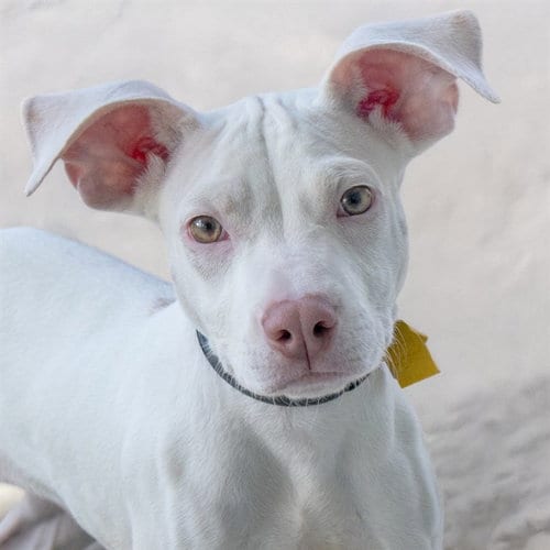 Photo of Deagol, adoptable Pit Bull Terrier in St Louis, Missouri
