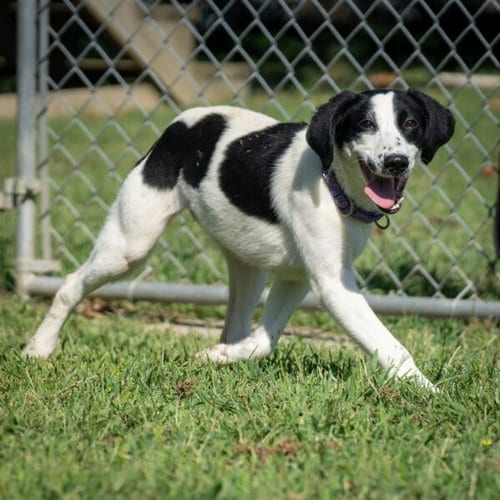 Photo of Irene, adoptable English Springer Spaniel in Easton, Maryland