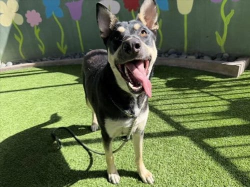 Photo of Rocsi, adoptable German Shepherd Dog in Van Nuys, California