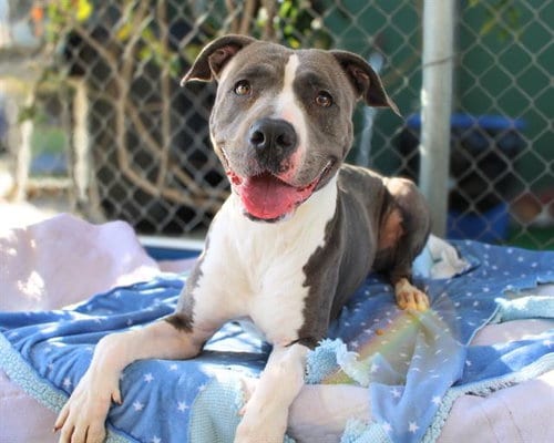 Photo of Jules, adoptable Pit Bull Terrier in Chula Vista, California