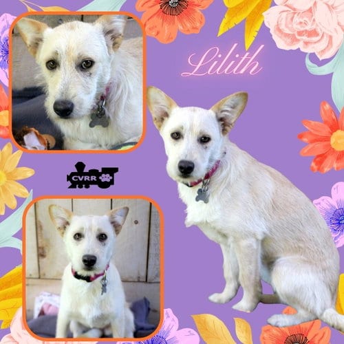 Photo of Lilith, adoptable Terrier in Lindsay, California
