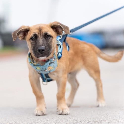 Photo of Lego Pup - Technic, adoptable Chihuahua in San Diego, California