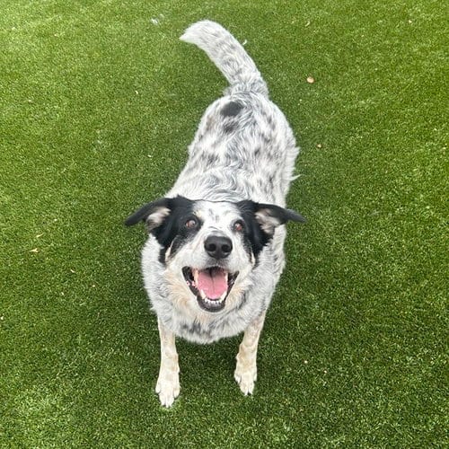 Photo of Pope (New Digs), adoptable Cattle Dog in Dallas, Texas