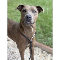 Photo of Fable, adoptable Catahoula Leopard Dog in Brooksville, Florida