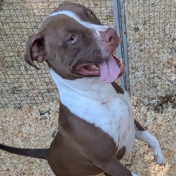 Photo of Precious, adoptable Terrier, Pit Bull / Mix in Boonville, Missouri