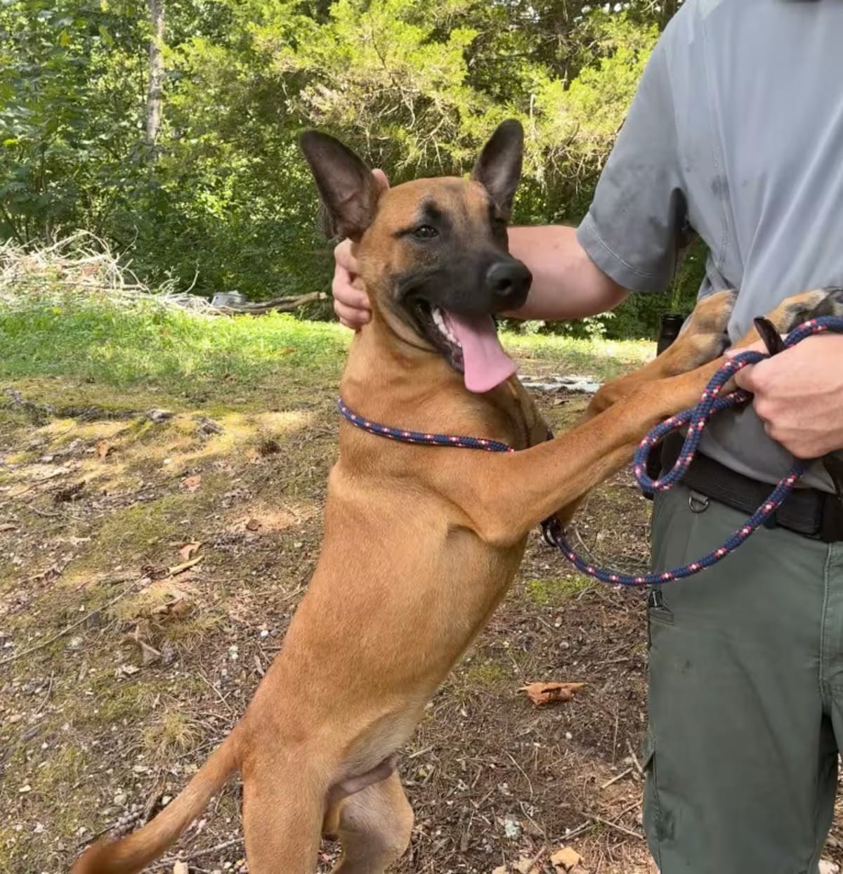 Photo of Piney, adoptable Belgian Malinois in Chickamauga, Georgia