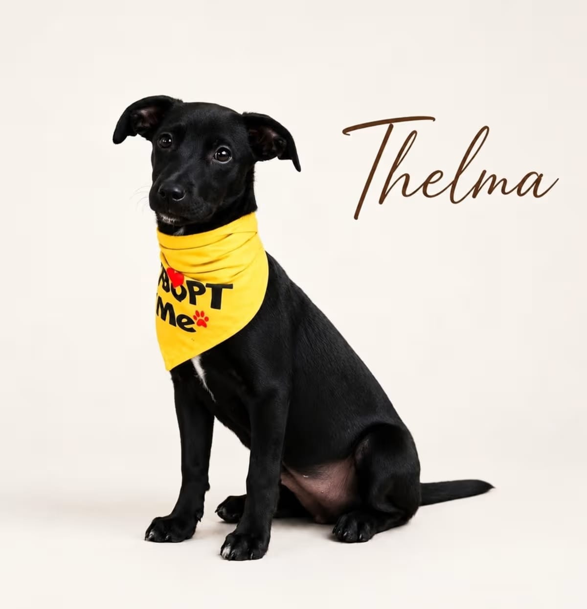 Photo of Thelma, adoptable Labrador Retriever in Seattle, Washington