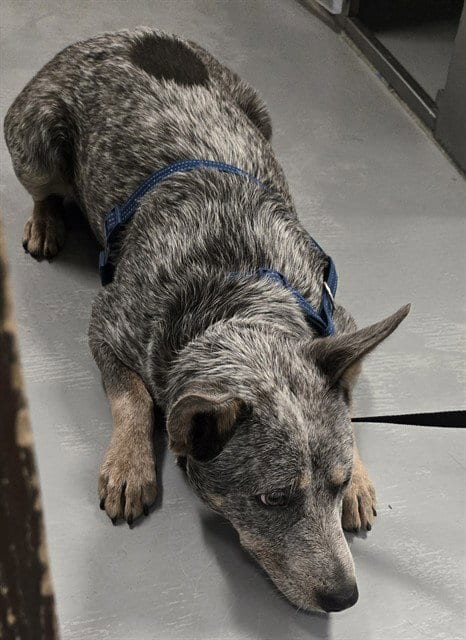 Photo of Penny, adoptable Australian Cattle Dog/Blue Heeler in Bakersfield, California