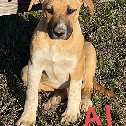 Photo of AJ, Wanda, Jane, adoptable Anatolian Shepherd Boxer in Kalamazoo, Michigan