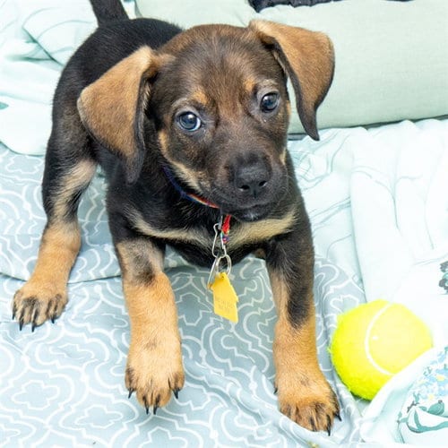 Photo of Raisin, adoptable Beagle in Maryland, Missouri
