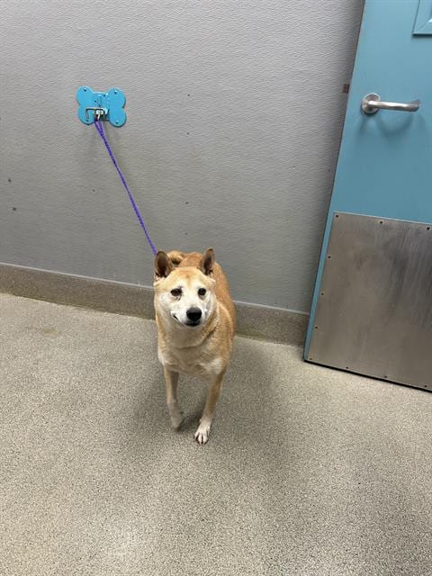Photo of Dior, adoptable Shiba Inu in Las Vegas, Nevada