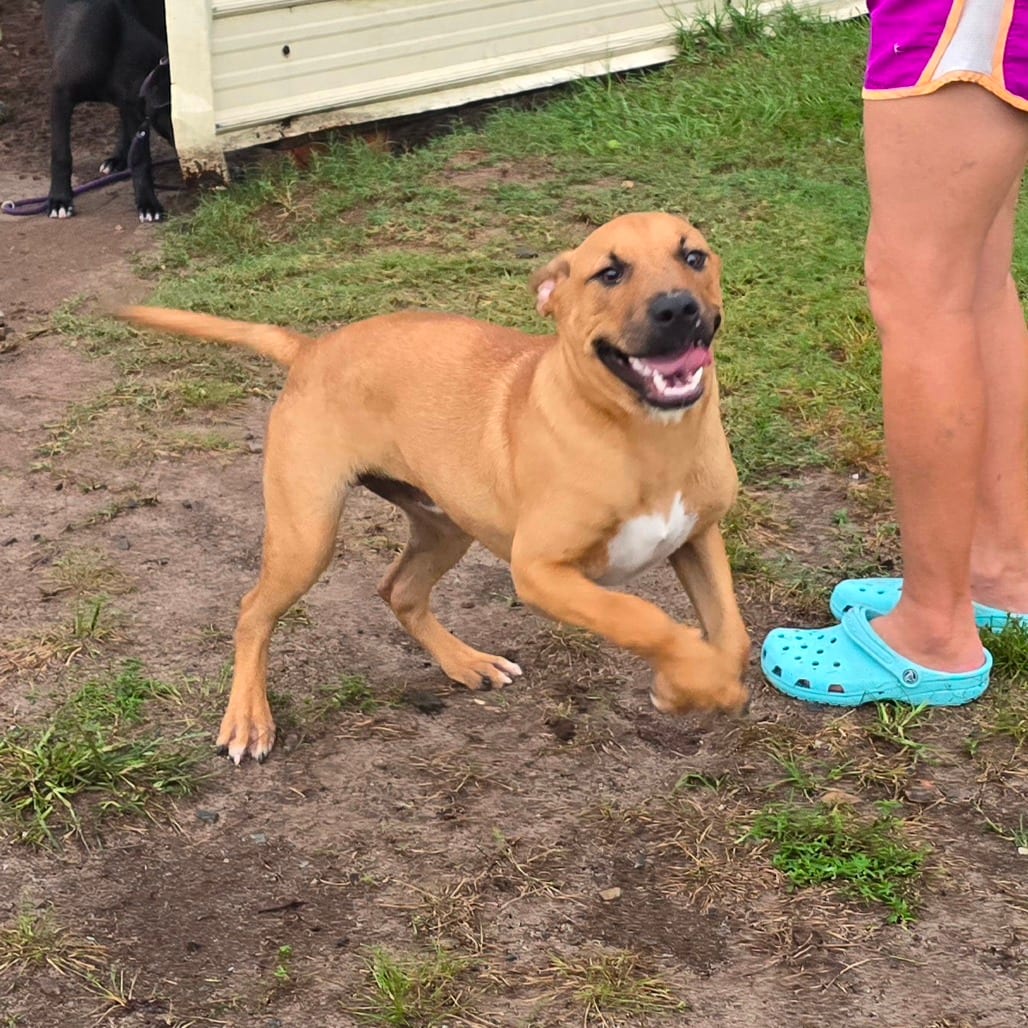 Photo of Tarmac, adoptable Black Mouth Cur in Hinesville, Georgia
