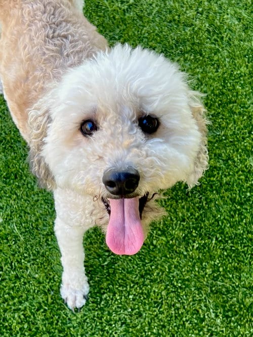 Photo of Daepo, adoptable Poodle (Miniature) in Agoura Hills, California