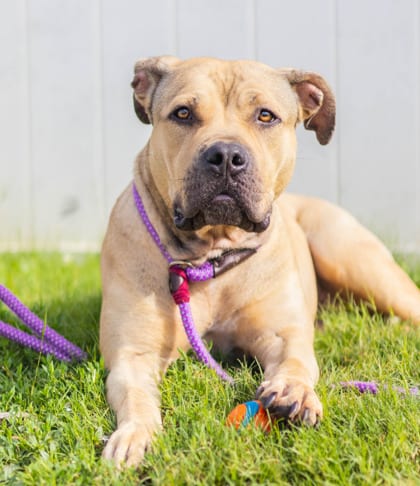 Photo of Miracle, adoptable dog in Chamblee, Georgia