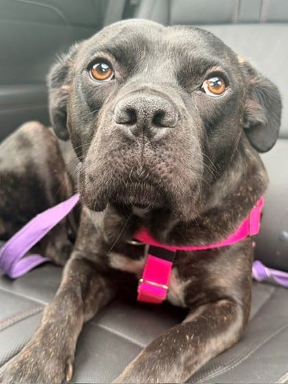 Photo of Lulusia, adoptable dog in Chamblee, Georgia