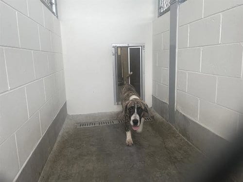 Photo of A391503, adoptable Catahoula Leopard Dog in Ocala, Florida