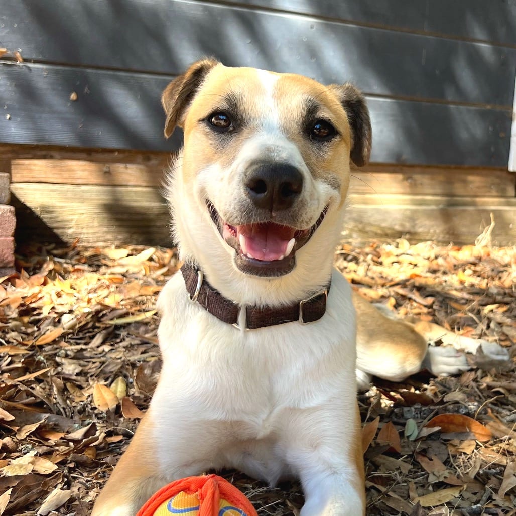 Photo of Star, adoptable Mixed Breed (Medium) in San Francisco, California