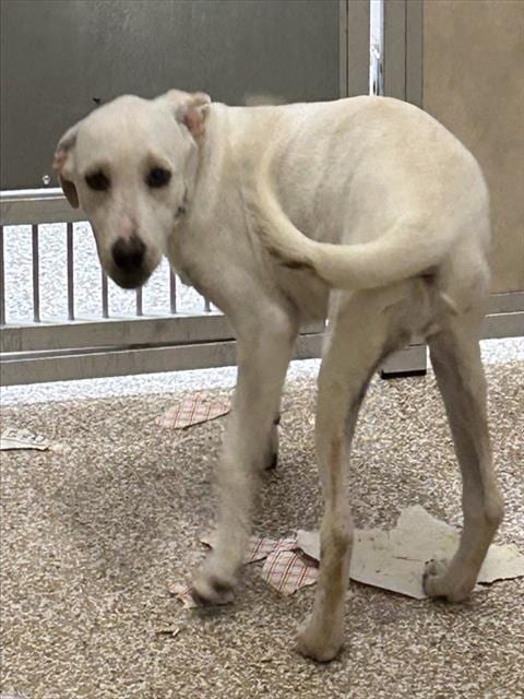 Photo of Kimber, adoptable German Shepherd Dog in Pueblo, Colorado