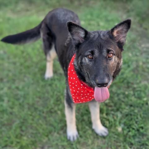 Photo of Rumi, adoptable German Shepherd Dog in Conroe, Texas