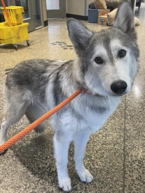 Photo of Nami, adoptable Husky in Tracy, California