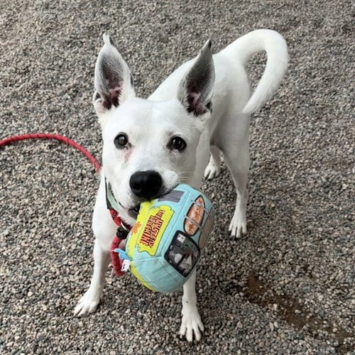 Photo of Ruth, adoptable Queensland Heeler in Mesa, Arizona
