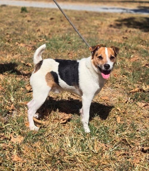 Photo of Lil Dude, adoptable Jack Russell Terrier in Columbia, Tennessee