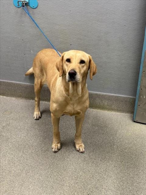 Photo of Harper, adoptable Golden Retriever in Las Vegas, Nevada