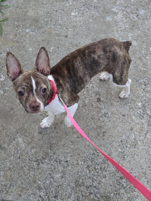 Photo of Squiggy, adoptable Boston Terrier in Wilmington, Delaware