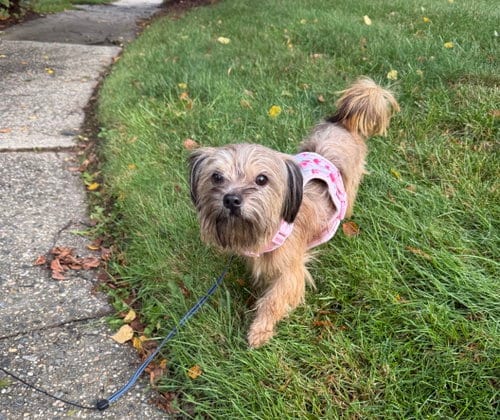 Photo of A Cassandra, adoptable Yorkshire Terrier Yorkie in Allentown,, Pennsylvania