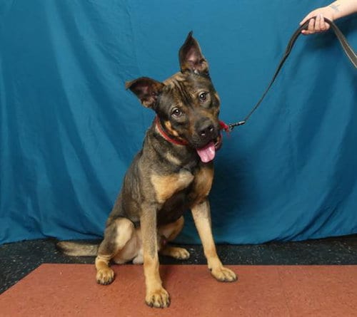 Photo of Broc, adoptable German Shepherd Dog in Ukiah, California