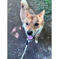 Photo of Ari, adoptable Shiba Inu in Wantagh, New York