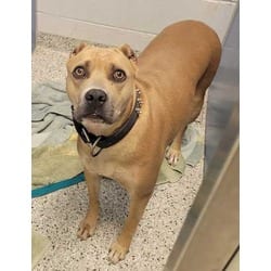 Photo of Patina, adoptable American Pit Bull Terrier in Kansas City, Missouri