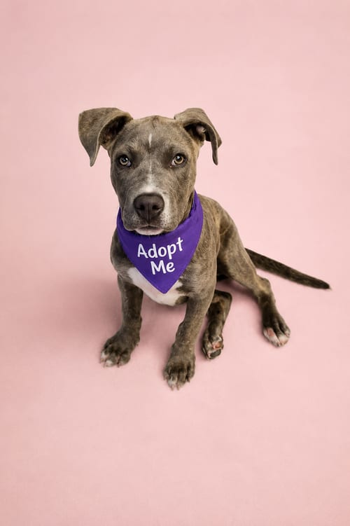 Photo of Maggie T, adoptable Pit Bull Terrier in Inglewood, California