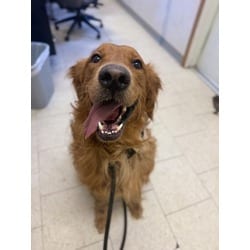 Photo of Ted, adoptable Golden Retriever in Wantagh, New York