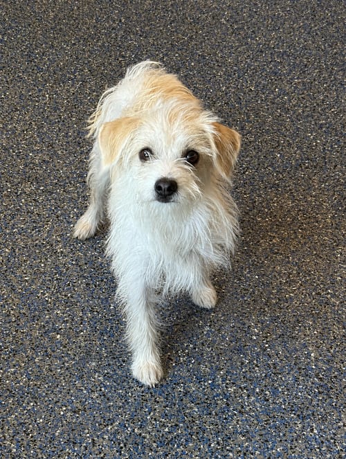 Photo of Zevo, adoptable Maltese in Phoenix, Arizona