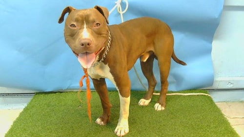 Photo of Cells, adoptable Pit Bull Terrier in Gardena, California