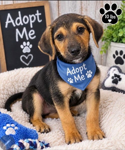 Photo of Charlie, adoptable Labrador Retriever in Newark, Delaware