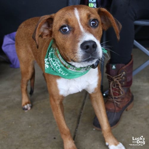 Photo of Phelps, adoptable Labrador Retriever in Washington, District of Columbia