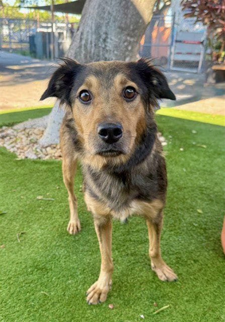Photo of Lily, adoptable German Shepherd Dog in Fort Myers, Florida