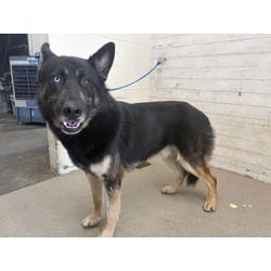 Photo of Radish, adoptable German Shepherd Dog in San Bernardino, California
