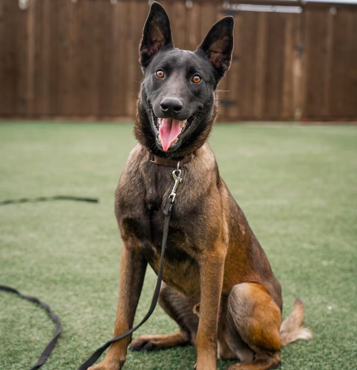 Photo of Barrett, adoptable Belgian Malinois in Piedmont, South Carolina