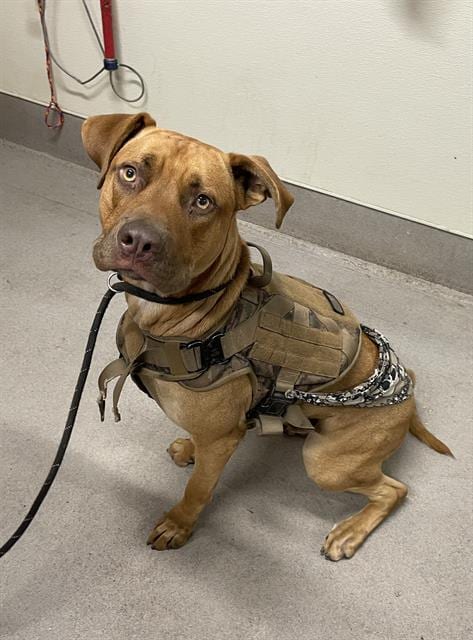 Photo of Butters, adoptable Pit Bull Terrier in Modesto, California