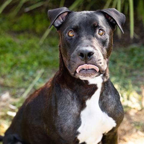 Photo of Betty Boop, adoptable Pit Bull Terrier in Camarillo, California