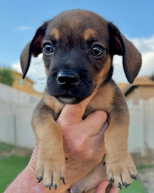 Photo of Pretzel, adoptable French Bulldog in Corona, California